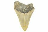 Fossil Megalodon Tooth - North Carolina #371672-1